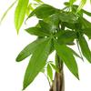American Plant Exchange Live Money Tree Bonsai 6-Inch Pot Cover Braided Trunk Houseplant with Lush Green Leaves, Easy Care Indoor Plant for Homes, Offices, Desks & Feng Shui Dcor view 2