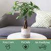 American Plant Exchange Live Money Tree Bonsai 6-Inch Pot Cover Braided Trunk Houseplant with Lush Green Leaves, Easy Care Indoor Plant for Homes, Offices, Desks & Feng Shui Dcor view 3