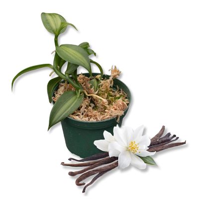 Vanilla Bean Plant - 3 Live Starter Plants - Vanilla Planifolia - Exotic Vining Orchid for Home and Tropical Garden