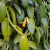 Vanilla Bean Plant - 3 Live Starter Plants - Vanilla Planifolia - Exotic Vining Orchid for Home and Tropical Garden view 2
