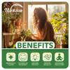 Vanilla Bean Plant - 3 Live Starter Plants - Vanilla Planifolia - Exotic Vining Orchid for Home and Tropical Garden view 3
