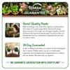 Vanilla Bean Plant - 3 Live Starter Plants - Vanilla Planifolia - Exotic Vining Orchid for Home and Tropical Garden view 4