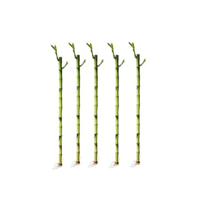 5 Stalks of 18 Inch Straight Lucky Bamboo with one Free Bottle of Plant Food