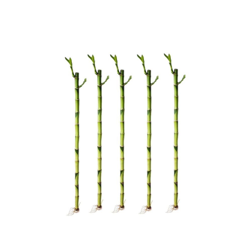 5 Stalks of 18 Inch Straight Lucky Bamboo with one Free Bottle of Plant Food