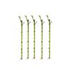 5 Stalks of 18 Inch Straight Lucky Bamboo with one Free Bottle of Plant Food view 1