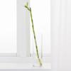 5 Stalks of 18 Inch Straight Lucky Bamboo with one Free Bottle of Plant Food view 3