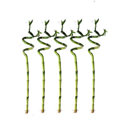 5 Stalks of 18 Inch Spiral Lucky Bamboo with one Free Bottle of Plant Food