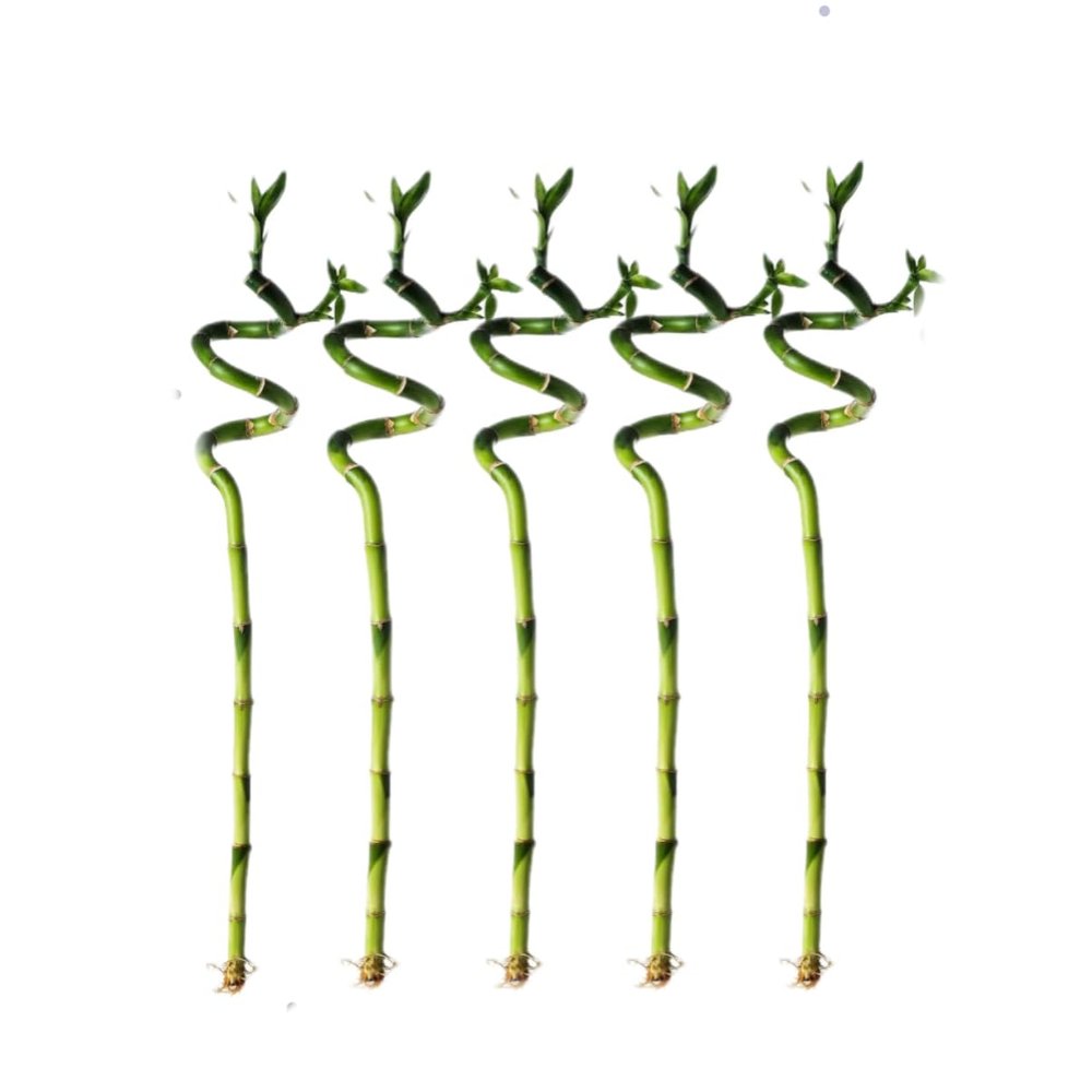 5 Stalks of 18 Inch Spiral Lucky Bamboo with one Free Bottle of Plant Food