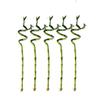 5 Stalks of 18 Inch Spiral Lucky Bamboo with one Free Bottle of Plant Food view 1