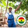 African Delights Bitter Kola Nuts|Whole Raw Garcinia Kola Seeds from Africa | Natural Traditional Food | Ideal for Chewing or Brewing as Herbal Tea | Pure and Naturally Dried | 12oz Pack view 4