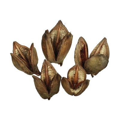 3-4 in. Natural Sora Pods