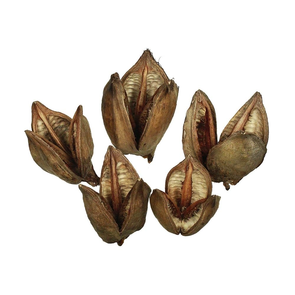 3-4 in. Natural Sora Pods