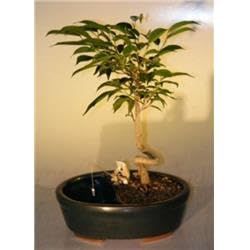 Coiled Trunk Style Ficus Orientalis Ficus Bonsai Tree in a Water & Land Container