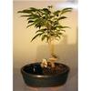 Coiled Trunk Style Ficus Orientalis Ficus Bonsai Tree in a Water & Land Container view 1