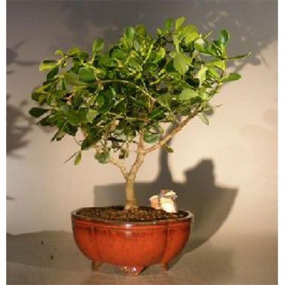 Clusia Rosea Nana Flowering Tropical Dwarf Apple Bonsai Tree, Extra Large