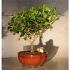 Clusia Rosea Nana Flowering Tropical Dwarf Apple Bonsai Tree, Extra Large view 1