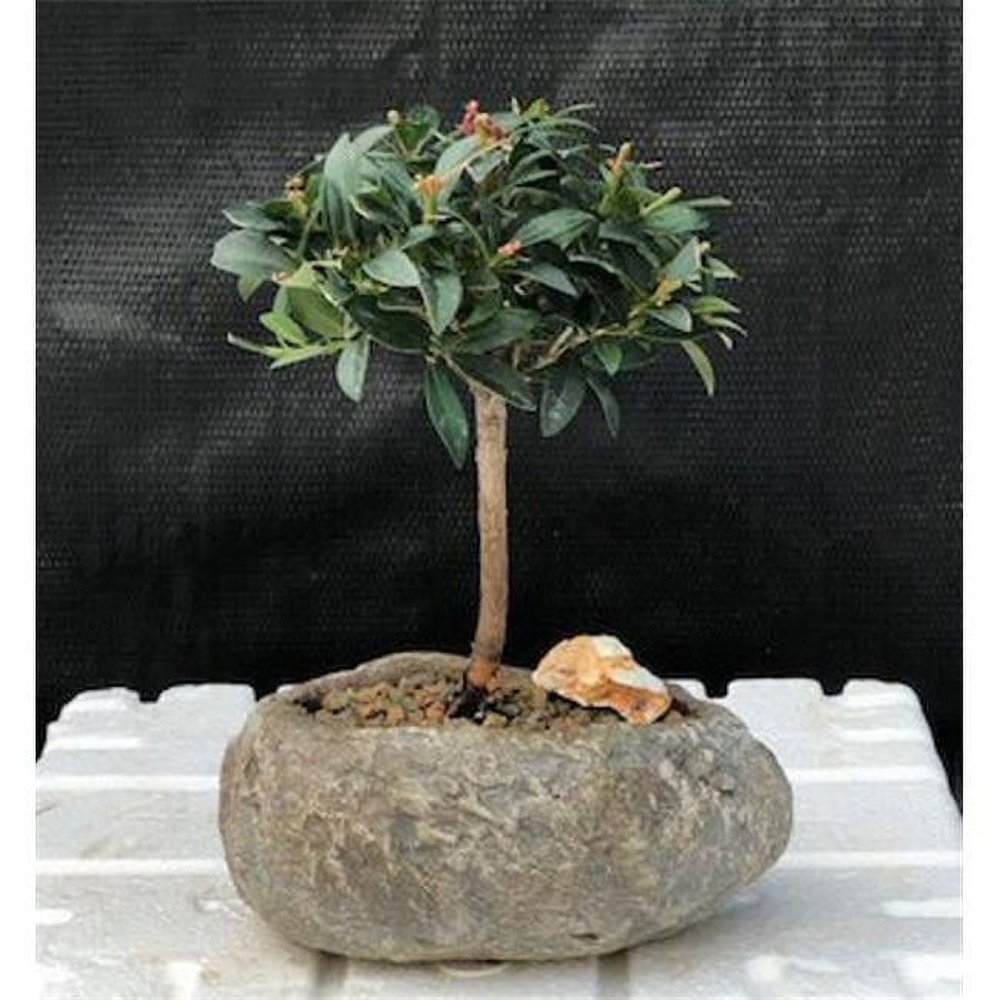 Eugenia Myrtifolia Flowering Brush Cherry Bonsai Tree in Faux Lava Rock