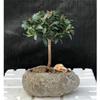 Eugenia Myrtifolia Flowering Brush Cherry Bonsai Tree in Faux Lava Rock view 1