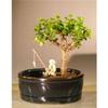 Baby Jade Bonsai Tree with Land & Water Pot - Portulacaria Afra - Small view 1