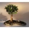 Baby Jade on Rock Slab Bonsai Tree - Portlacaria Afra view 1