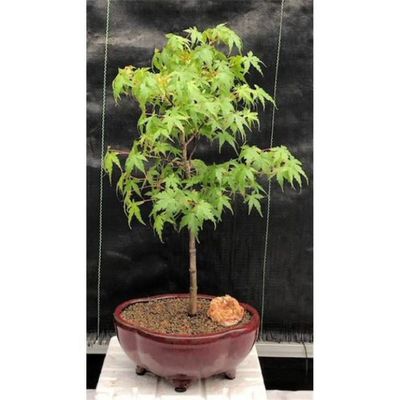 Acer Palmatum Dwarf Dwarf Japanese Green Maple Bonsai Tree