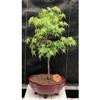 Acer Palmatum Dwarf Dwarf Japanese Green Maple Bonsai Tree view 1