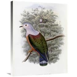 30 in. Finschs Fruit-Pigeon Art Print - John Gould