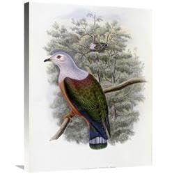 30 in. Finschs Fruit-Pigeon Art Print - John Gould