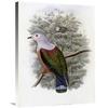30 in. Finschs Fruit-Pigeon Art Print - John Gould view 1