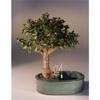 Baby Jade Bonsai Tree with Land & Water Pot - Portulacaria Afra - Medium view 1