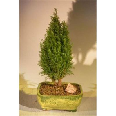 European Cypress Evergreen Bonsai Tree - Chamaecypari Iawsoniana Ellwoodii