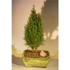 European Cypress Evergreen Bonsai Tree - Chamaecypari Iawsoniana Ellwoodii view 1
