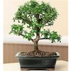 Baby Jade Bonsai Tree - Portulacaria Afra - Large view 1
