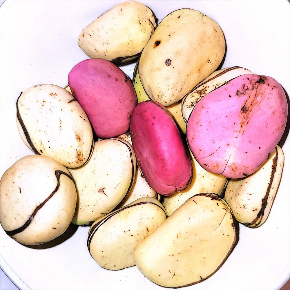 African Mixed Kola Nuts- 2 to 3 Lobes 10 ozs