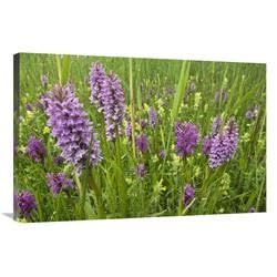 24 x 36 in. Broad-Leaved Marsh Orchid Flowering, Zeeland, Netherlands Art Print - Jan Vink