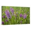 24 x 36 in. Broad-Leaved Marsh Orchid Flowering, Zeeland, Netherlands Art Print - Jan Vink view 1