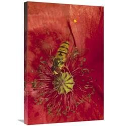 20 x 30 in. Marmalade Hover Fly Collecting Pollen from Red Poppy, Germany Art Print - Konrad Wothe