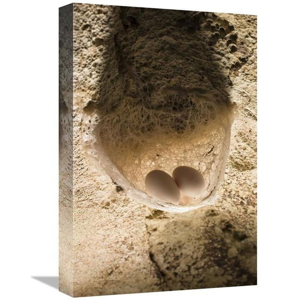 12 x 18 in. Edible-Nest Swiftlet Nest with Eggs, North Andaman Islands, India Art Print - Konrad Wothe
