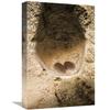 12 x 18 in. Edible-Nest Swiftlet Nest with Eggs, North Andaman Islands, India Art Print - Konrad Wothe view 1