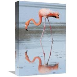 12 x 18 in. Greater Flamingo Foraging, Galapagos Islands, Ecuador Art Print - Tui De Roy
