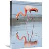 12 x 18 in. Greater Flamingo Foraging, Galapagos Islands, Ecuador Art Print - Tui De Roy view 1