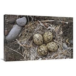 24 x 36 in. Semipalmated Plover Eggs in Nest, Alaska Art Print - Michael Quinton
