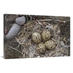 24 x 36 in. Semipalmated Plover Eggs in Nest, Alaska Art Print - Michael Quinton