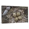 24 x 36 in. Semipalmated Plover Eggs in Nest, Alaska Art Print - Michael Quinton view 1