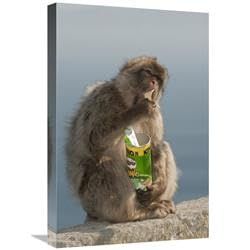 16 x 24 in. Barbary Macaque Eating Potato Chips Stolen from Tourist, Gibraltar, United Kingdom Art Print - Pete Oxford
