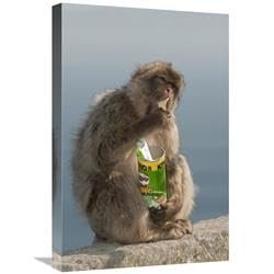16 x 24 in. Barbary Macaque Eating Potato Chips Stolen from Tourist, Gibraltar, United Kingdom Art Print - Pete Oxford