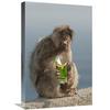 16 x 24 in. Barbary Macaque Eating Potato Chips Stolen from Tourist, Gibraltar, United Kingdom Art Print - Pete Oxford view 1