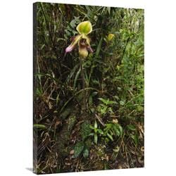 24 x 36 in. Orchid Flower in Rainforest, Sabah, Borneo, Malaysia Art Print - Chien Lee