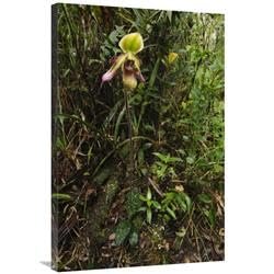 24 x 36 in. Orchid Flower in Rainforest, Sabah, Borneo, Malaysia Art Print - Chien Lee