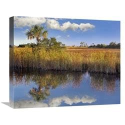 22 in. Cabbage Palm in Wetland, Fakahatchee State Preserve, Florida Art Print - Tim Fitzharris